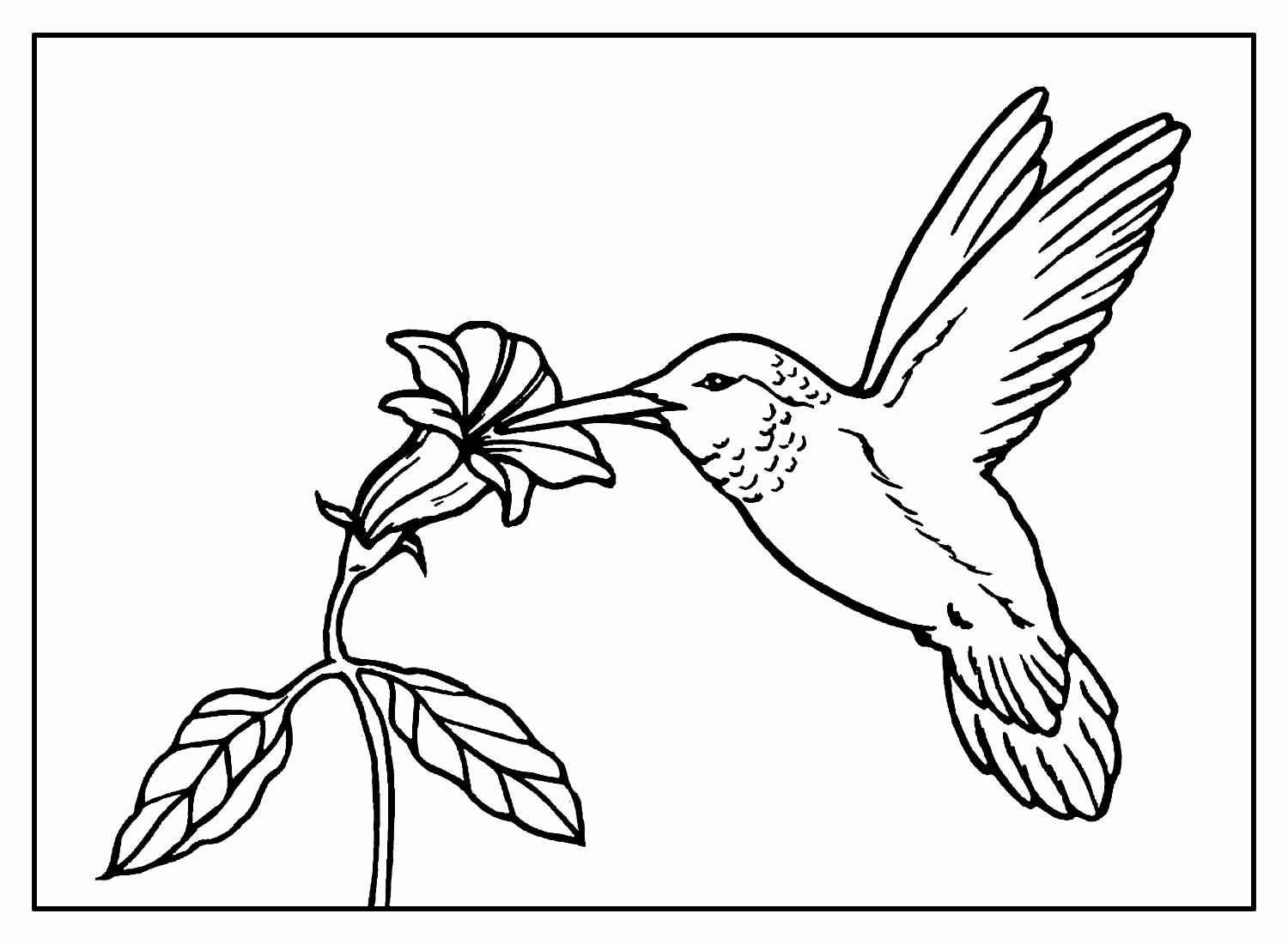 Aves Para Colorear 142