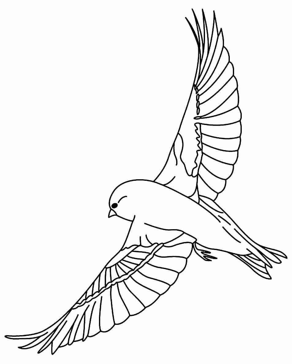 Aves Para Colorear 251