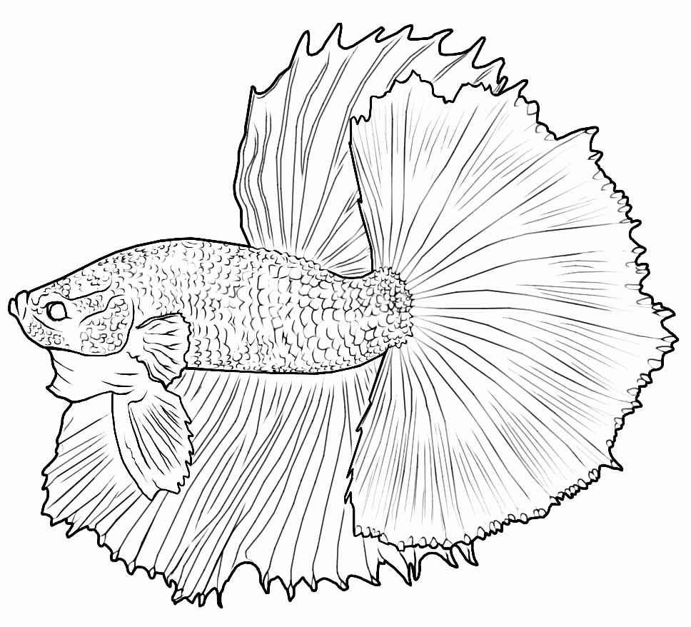 Pez Para Colorear 042